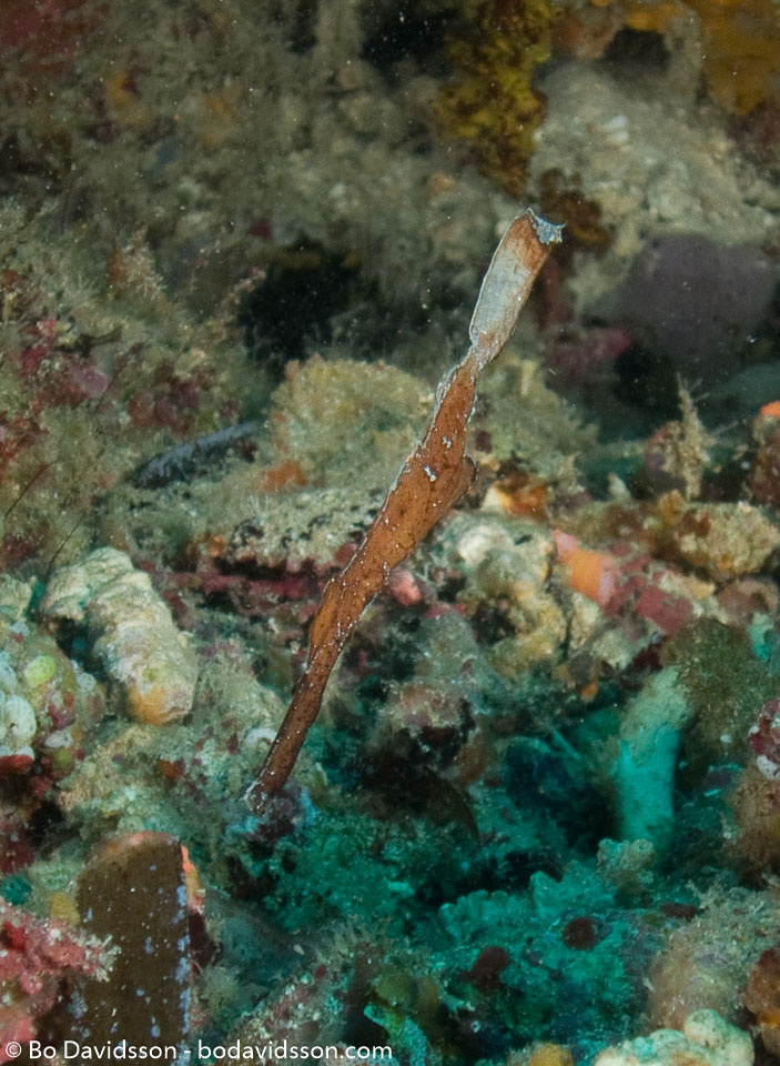 BD-080405-Bunaken-4051307-Solenostomus-cyanopterus.-Bleeker.-1854-[Ghost-pipefish].jpg